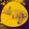 Download track Spacious Ambiance For Calming Puppies