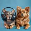 Download track Harmonious Pets Play