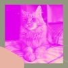 Download track Elegant Cute Kitten