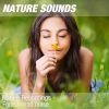 Download track Nature Sounds For Sleeping, Relaxing Exercises & Acupressure (Soothing Forest, Wind) 08