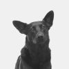 Download track Inspiring Ambience For Calming Dogs