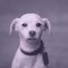 Download track Playful Ambience For Calming Dogs