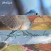 Download track Les Pouvoirs Des Oiseaux