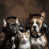 Download track Soothing Animal Chords