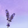 Download track Lavender Daydreams