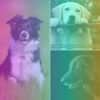 Download track Bubbly Ambience For Afternoon Dog Walks