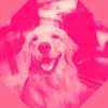 Download track Smooth Music For Sweet Dogs