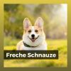 Download track Erholsamer Tag Für Meinen Hund