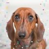 Download track Retro Backdrops For Dog Therapy