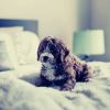 Download track Sunny Ambiance For Sleeping Pups