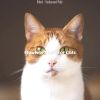 Download track Mellow (Relaxing Cats)