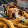 Download track Canine Rhythms Keep Calm