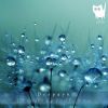 Download track The Drops Of Dew (Original Mix)