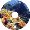 Download track IN THE CORAL REEF GARDEN