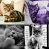 Download track Cute (Sleeping Cats)