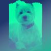 Download track Artistic Ambience For Calming Dogs