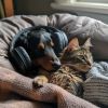 Download track Sesión Musical Pacífica Para Felinos