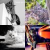 Download track Cheerful (Relaxing Cats)