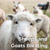 Download track Bleating Goat Ballads