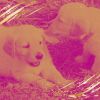 Download track Distinguished Ambience For Calming Dogs