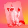 Download track Fiery Ambiance For Comfy Cats