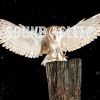 Download track Calming Owl Calls At Night, Pt. 16