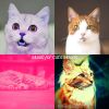 Download track Relaxing (Relaxing Cats)