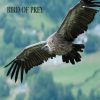 Download track Bird Of Prey (Original Mix)