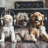 Download track Tracks For Playful Paws