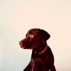 Download track Hypnotic Ambiance For Calm Puppies