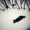 Download track Black Pig In The Snow