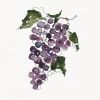 Download track Pinot Noir