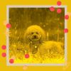 Download track Joyful Moods For Doggy Stress