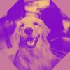 Download track Groovy Calming Dogs