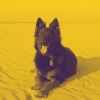 Download track Spacious Backdrops For Calming Pups