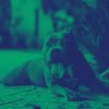 Download track Smooth Ambience For Calming Dogs