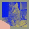 Download track Grand Ambiance For Home Cats