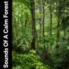 Download track Nature Ambient Sounds For Relaxation, Pt. 16