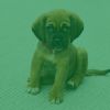 Download track Modern Ambiance For Calming Pups