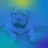 Download track Modern Calming Dogs