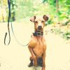 Download track Laid-Back Jazz Saxophone - Vibe For Calming Pups