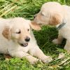 Download track Chilled Moods For Calming Puppies