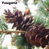 Download track Yuugana