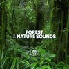 Download track Forest Relaxation