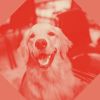 Download track Successful Music For Calming Dogs