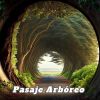 Download track Pasaje Arbóreo