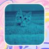 Download track Divine Cute Kitten