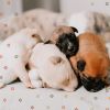 Download track Astounding Ambience For Doggy Rest