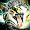 Download track Dashing Music For Cats