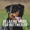 Download track Anxiety Relief Music For Your Dog, Pt. 20